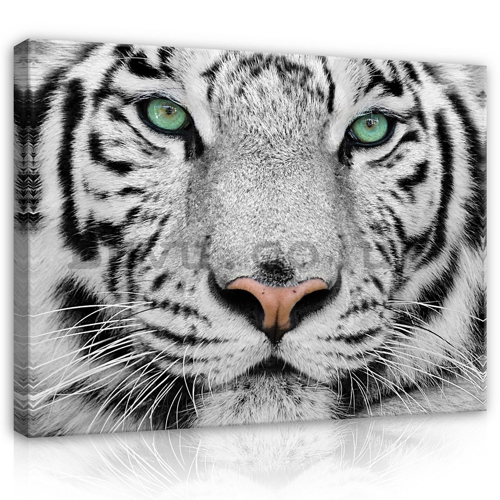 Painting on canvas: White Tiger - 80x60 cm