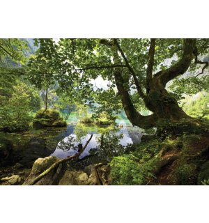 Wall mural: Forest pool (1) - 254x184 cm