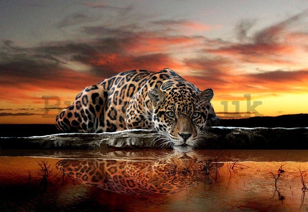 Wall Mural: Jaguar - 184x254 cm