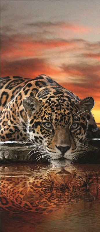 Wall Mural: Jaguar - 211x91 cm