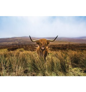 Wall mural vlies: Highland cattle (1) - 254x184 cm