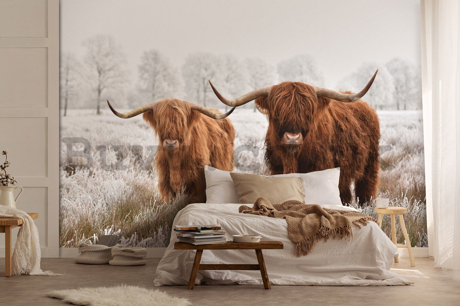 Wall mural vlies: Highland cattle (2) - 254x184 cm
