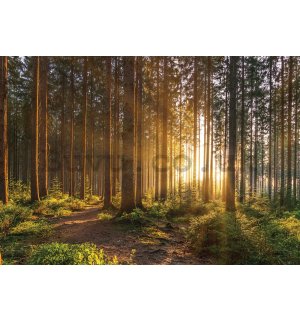 Wall mural vlies: Sunset in the forest (2) - 254x184 cm