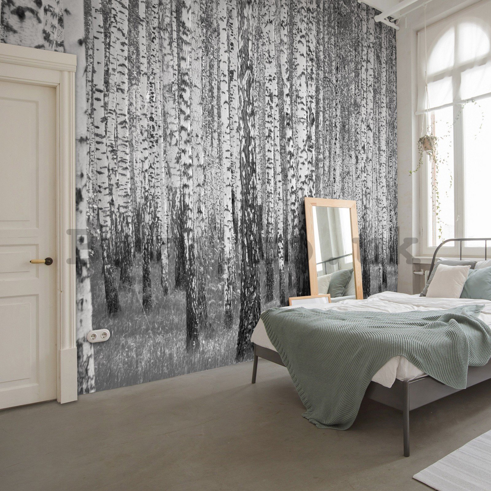 Wall mural vlies: Black and white birch trees - 254x184 cm