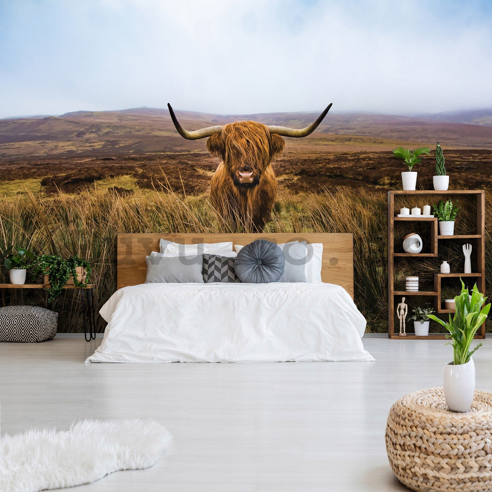 Wall mural vlies: Highland cattle (1) - 368x254 cm
