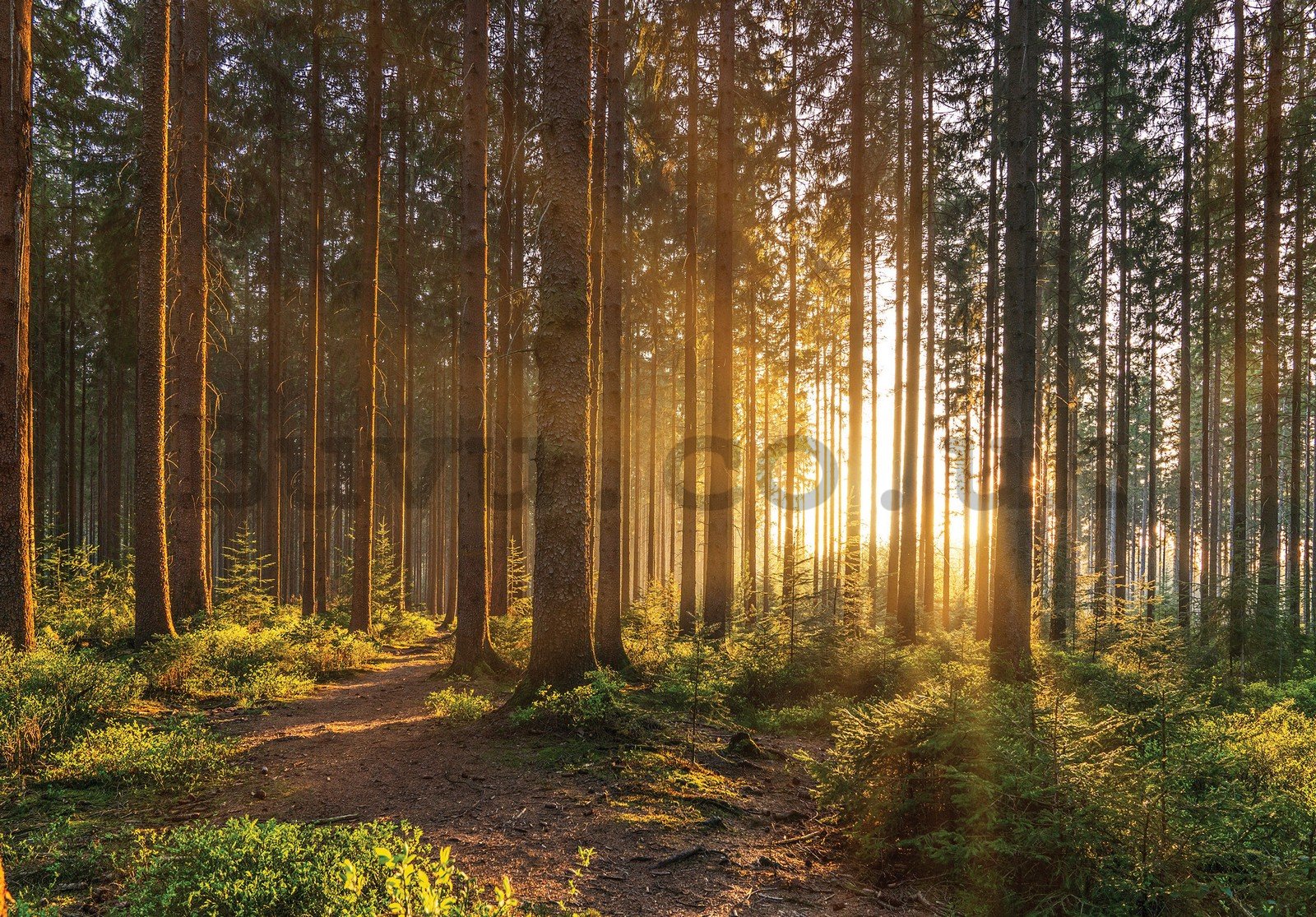 Wall mural vlies: Sunset in the forest (2) - 368x254 cm