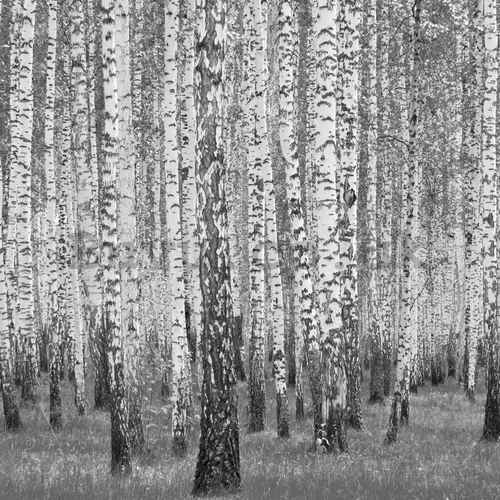 Wall mural vlies: Black and white birch trees - 368x254 cm