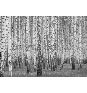Wall mural vlies: Black and white birch trees - 152,5x104 cm