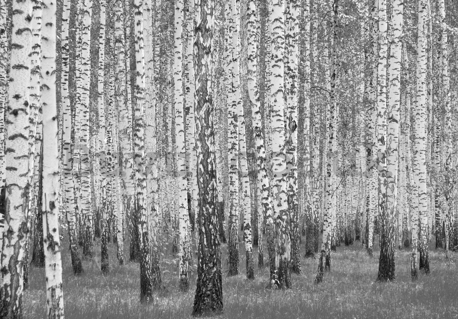 Wall mural vlies: Black and white birch trees - 416x254 cm