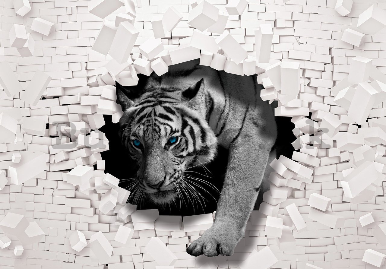Wall mural vlies: Tiger from the wall - 254x184 cm
