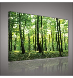 Painting on canvas: Forest (2) - 75x100 cm