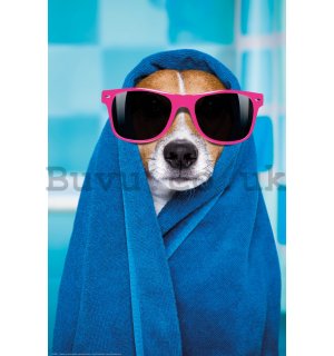 Poster: Jack Russell terrier (wellness)