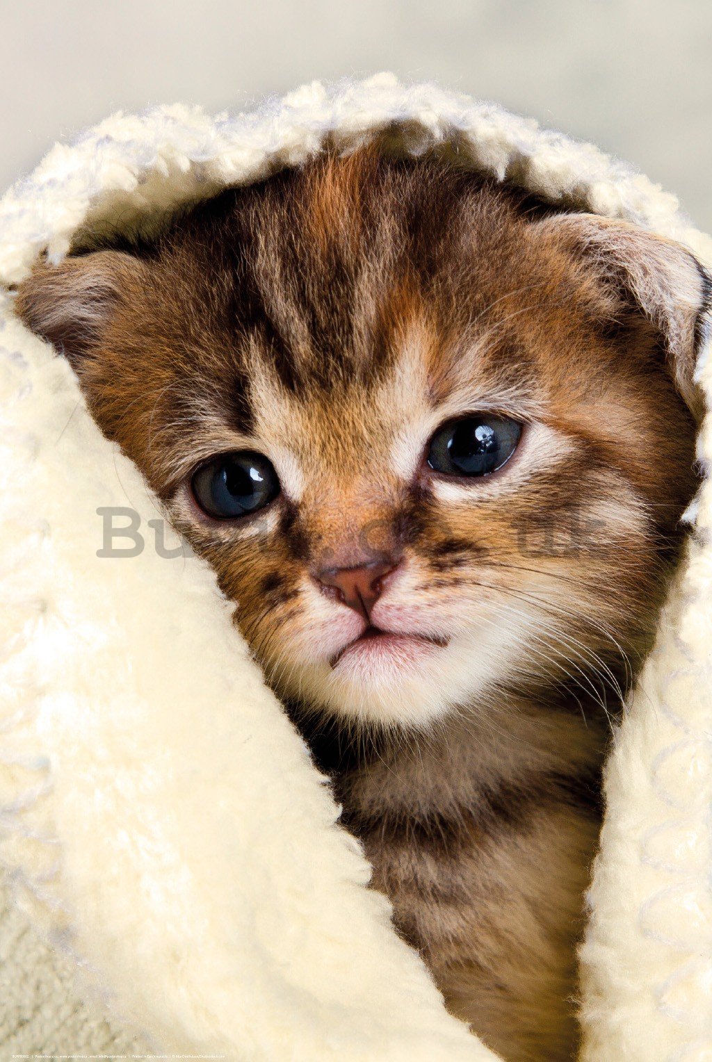 Poster: Kitten in a towel
