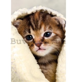 Poster: Kitten in a towel