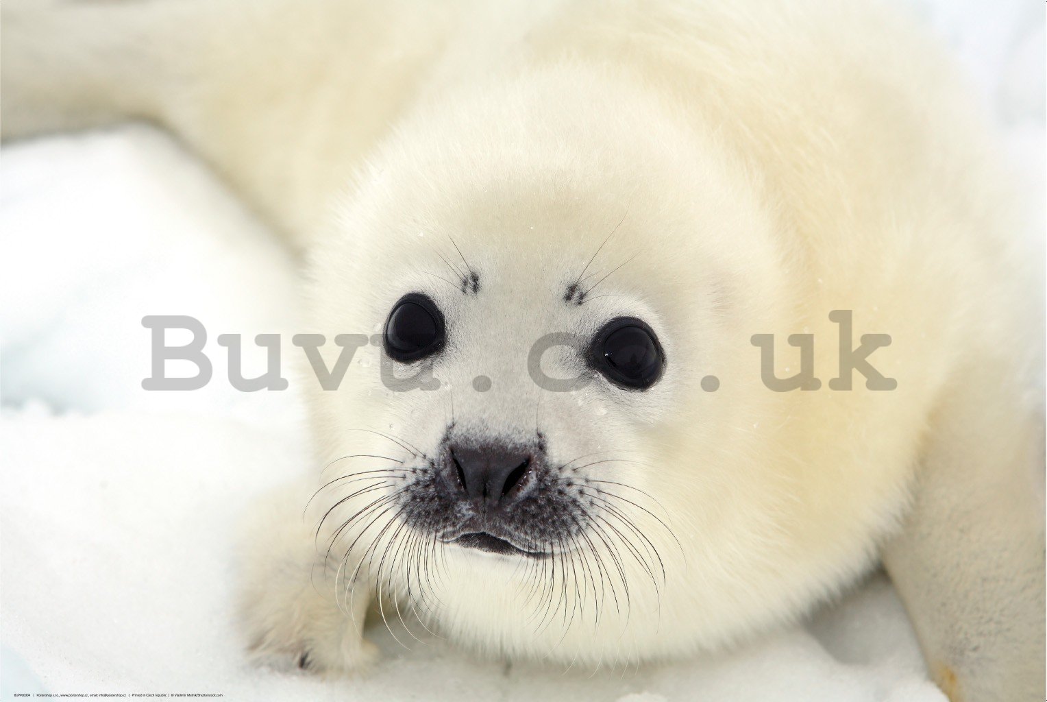 Poster: Baby seal