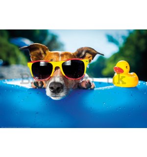 Poster: Jack Russell Terrier (relaxing in the pool)