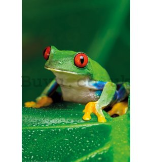 Poster: Green Frog