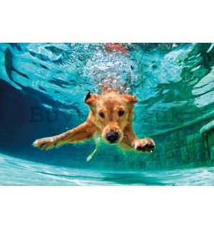 Poster: Dog under water