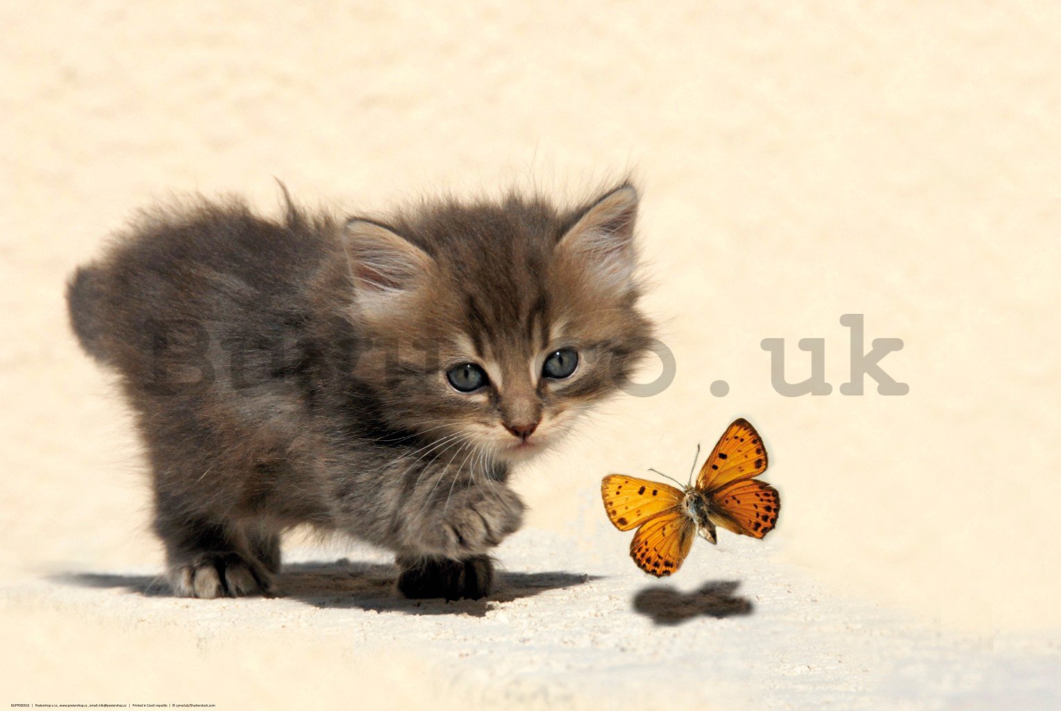Poster: Kitten and Butterfly