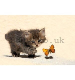 Poster: Kitten and Butterfly