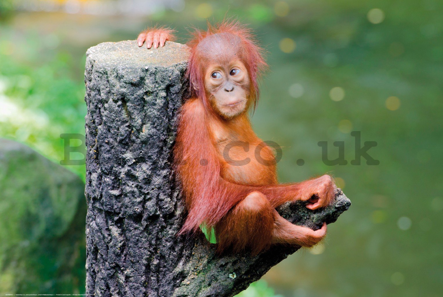 Poster: Baby orangutan