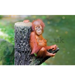 Poster: Baby orangutan