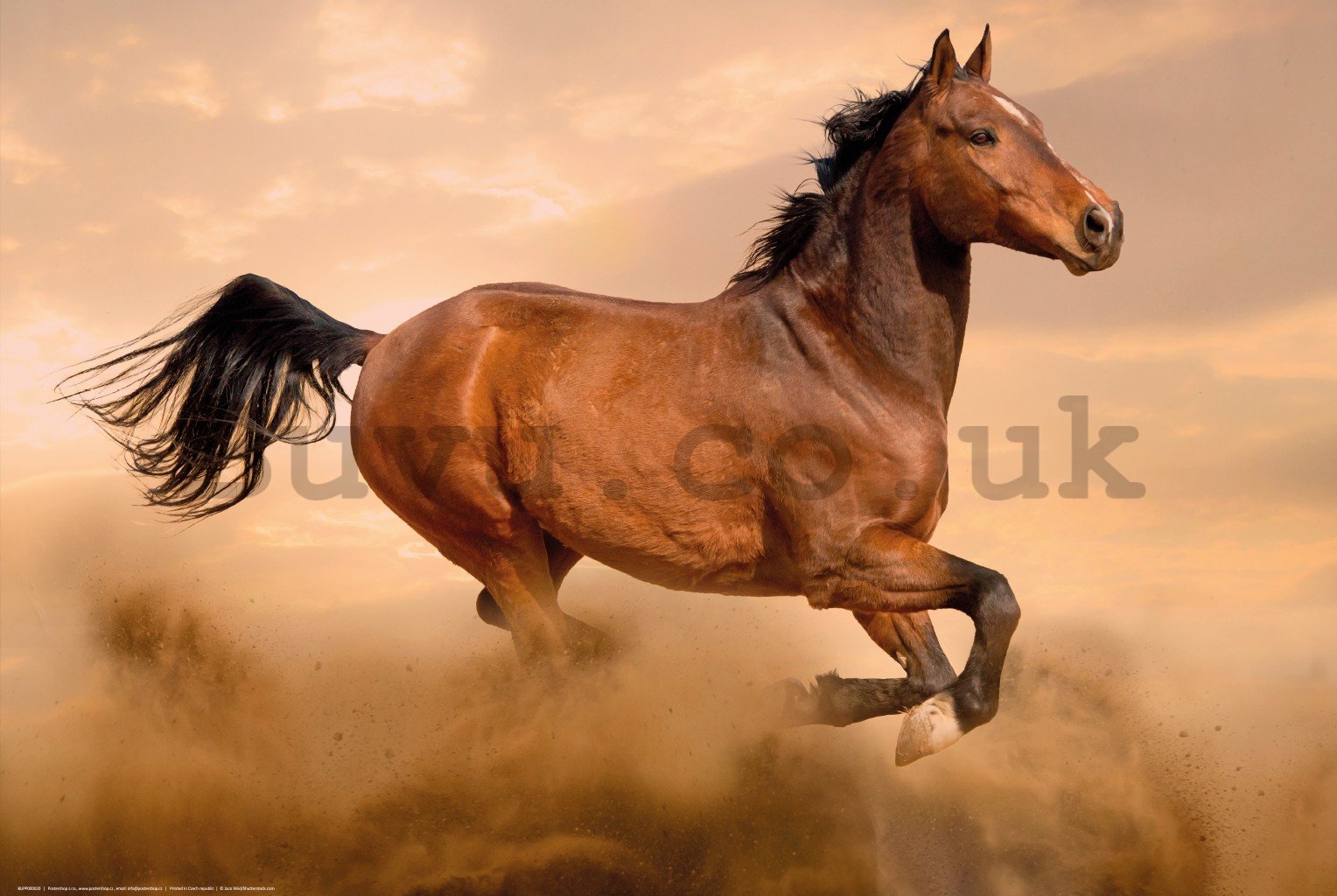Poster: Galloping Horse (1)