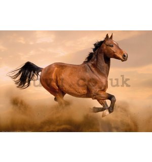 Poster: Galloping Horse (1)