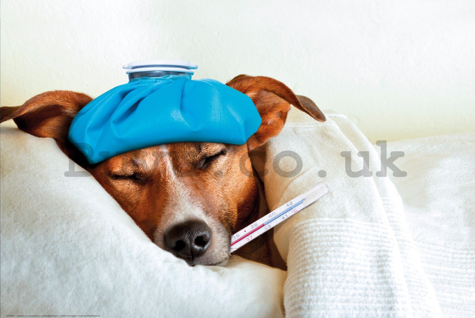 Poster: Jack Russell Terrier (disease)