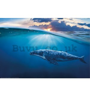 Poster: Humpback Whale (Blue Whale)