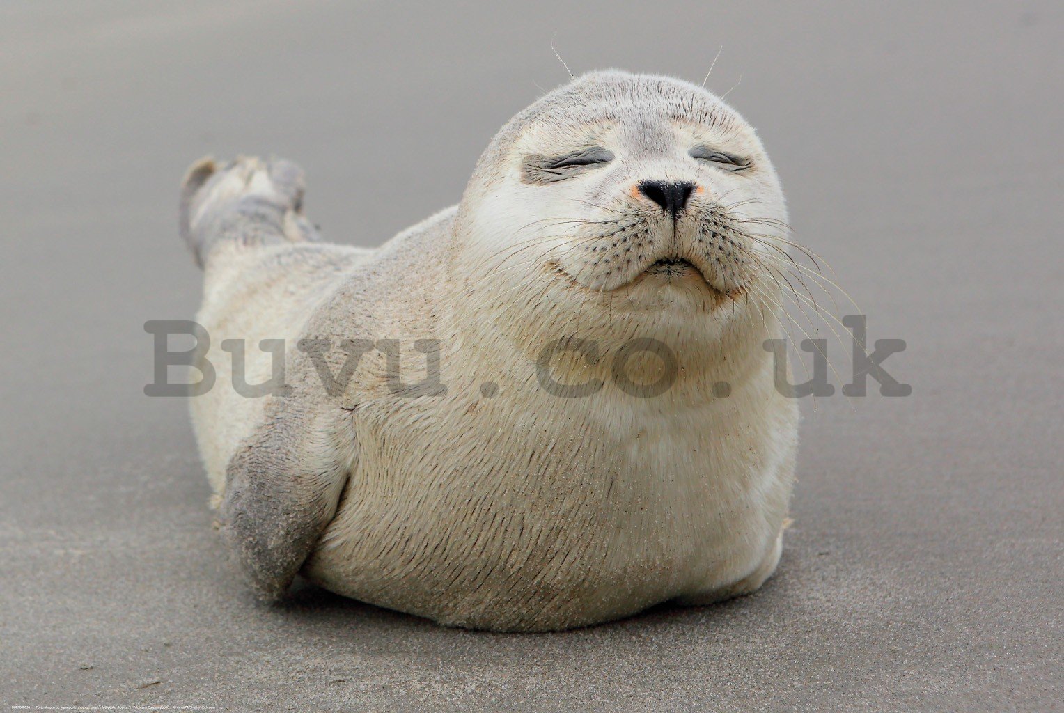 Poster: Gray seal pup