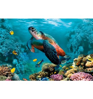 Poster: Underwater life (turtle and corals)