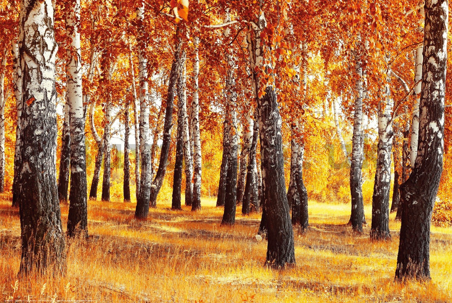 Poster: Autumn birches