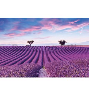 Poster: Lavender vines