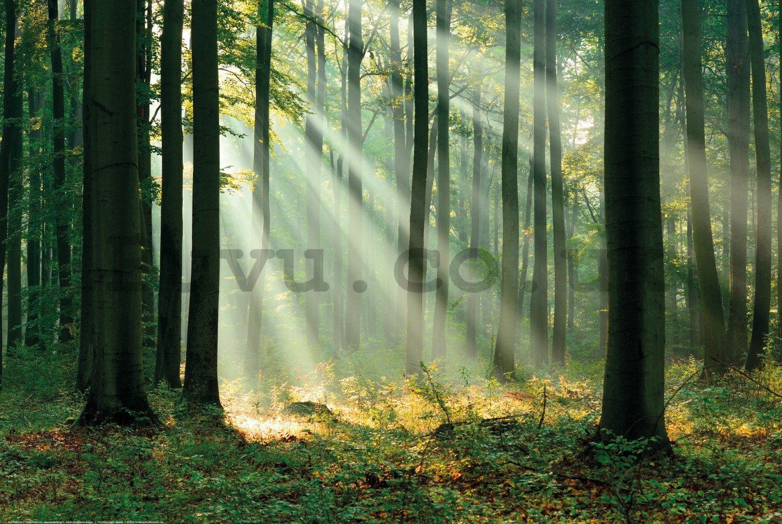 Poster: Rays of light in a green forest