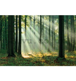 Poster: Rays of light in a green forest