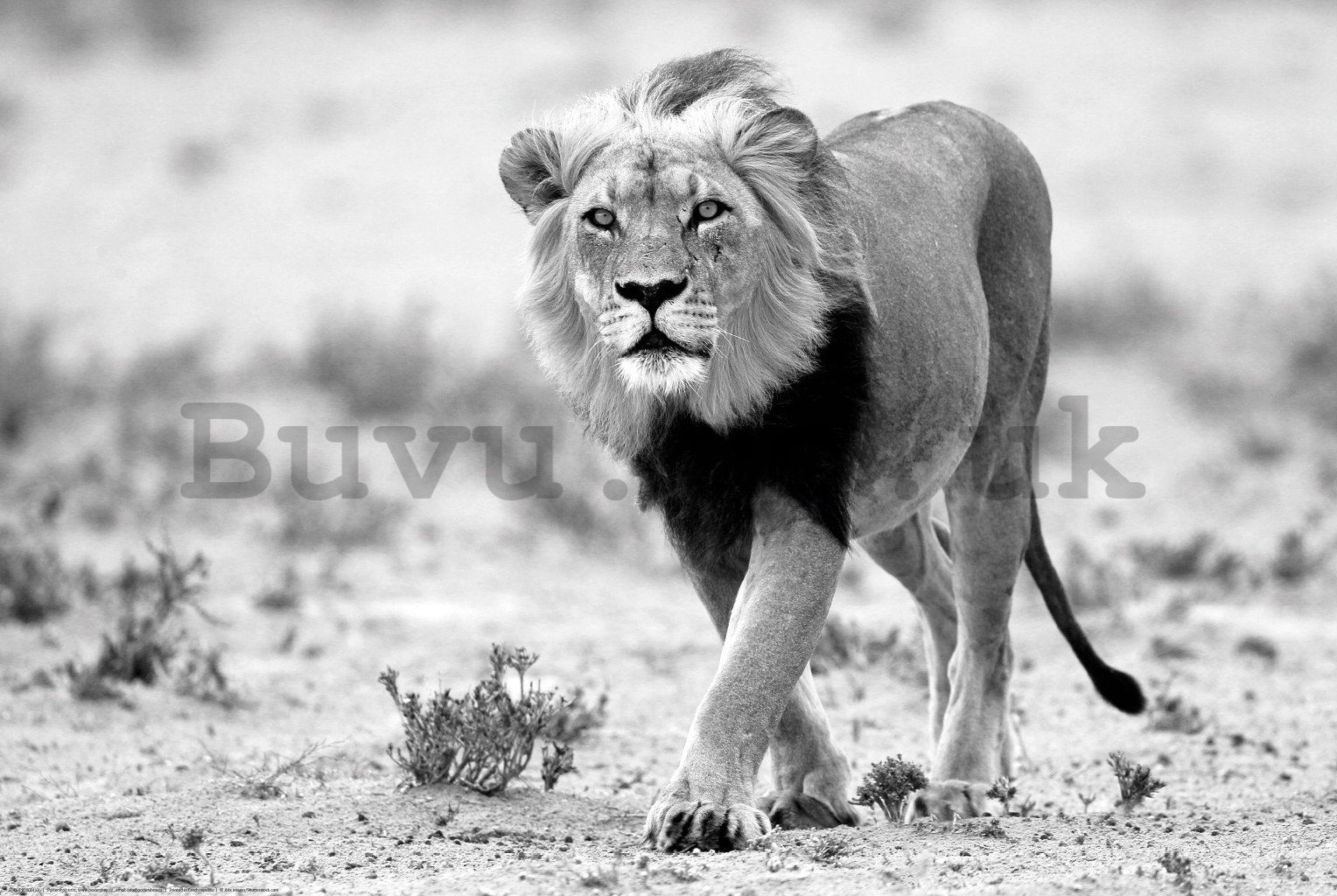 Poster: Black and white lion, Kalahari desert