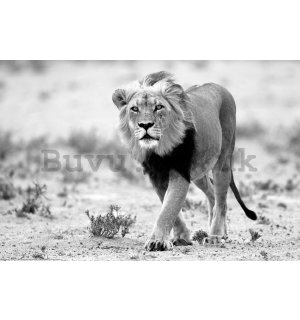 Poster: Black and white lion, Kalahari desert