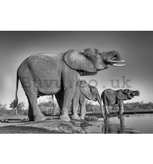 Poster: Elephants at a watering hole