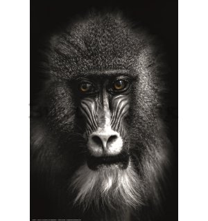 Poster: Black and white baboon