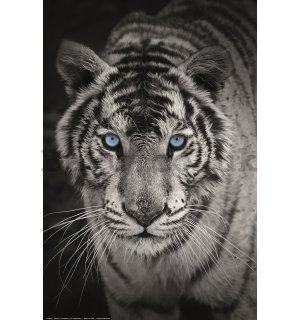 Poster: White Tiger (Black and White)