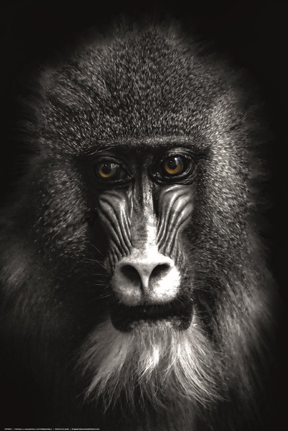 Poster: Black and white baboon