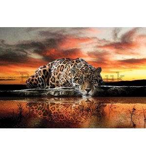 Wall mural vlies: Jaguar (1) - 416x254 cm