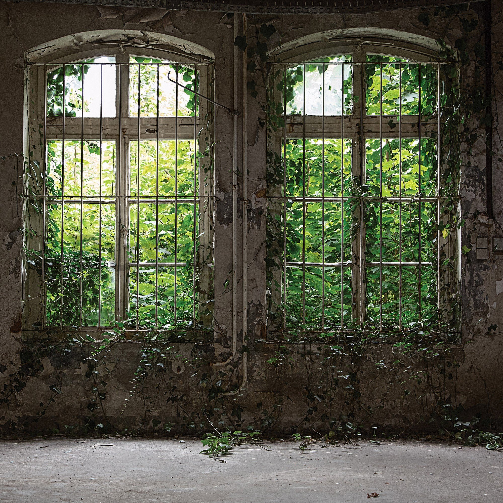 Wall mural vlies: Window with ivy - 254x184 cm