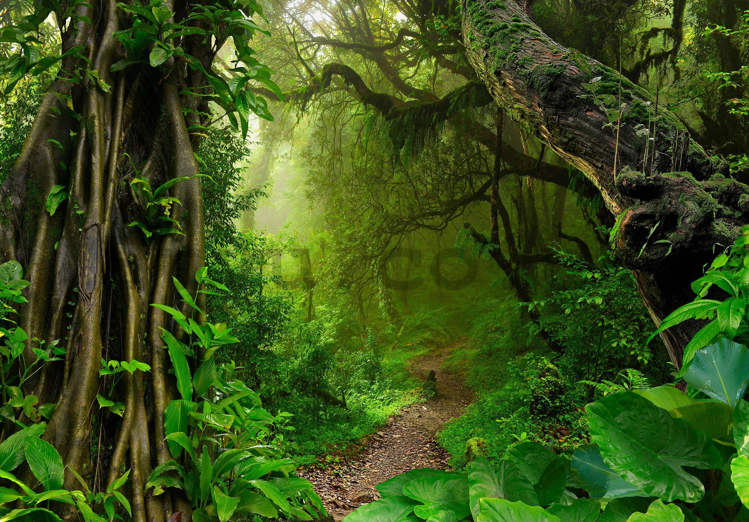 Wall mural vlies: Path in the forest - 254x184 cm