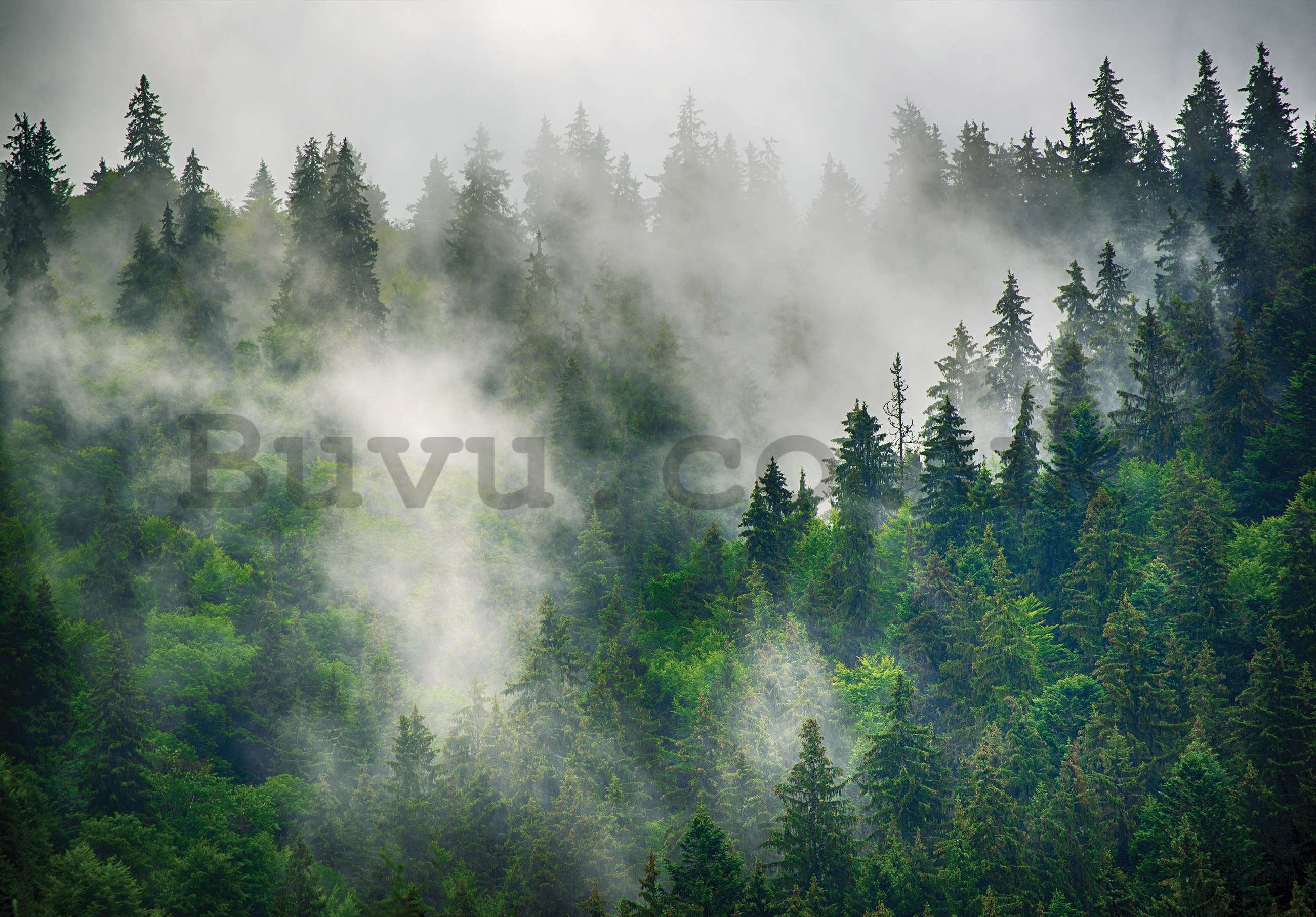 Wall mural vlies: Fog over the forest (5) - 254x184 cm