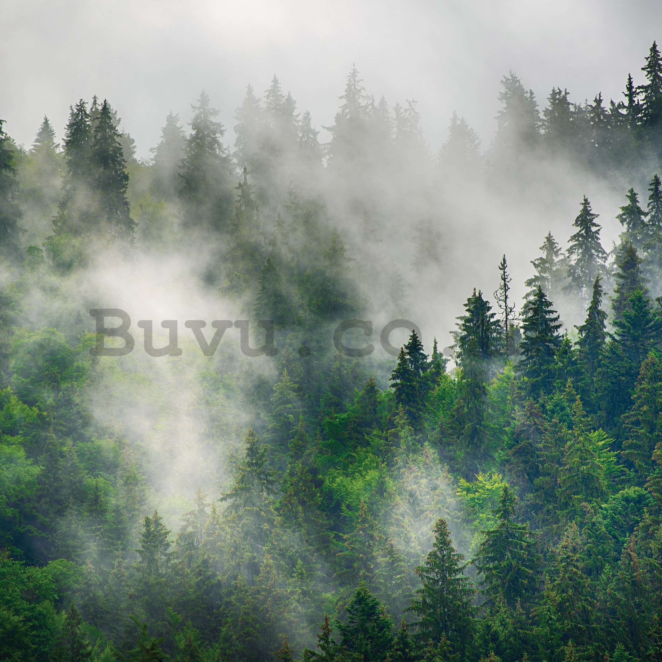Wall mural vlies: Fog over the forest (5) - 368x254 cm
