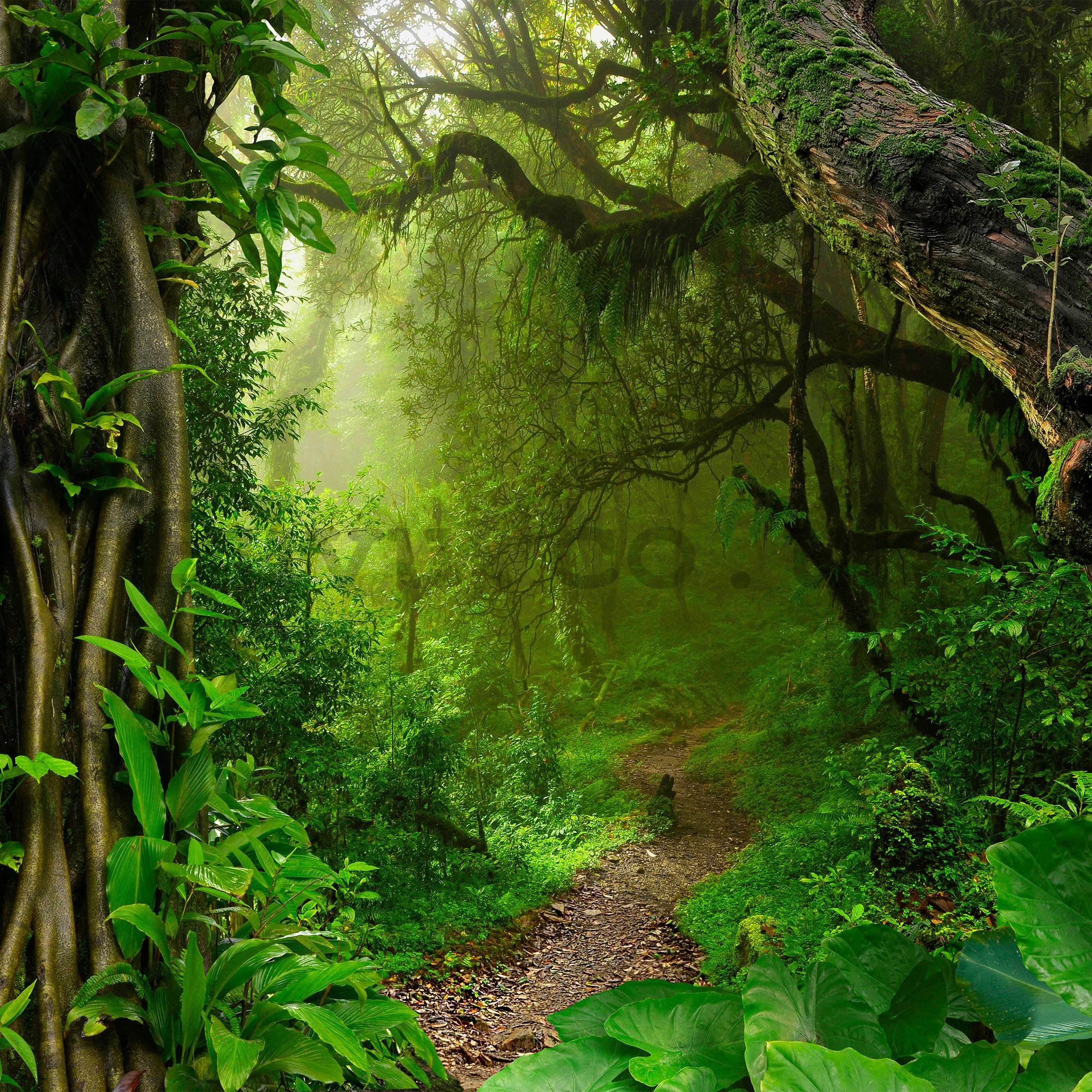 Wall mural vlies: Path in the forest - 416x254 cm