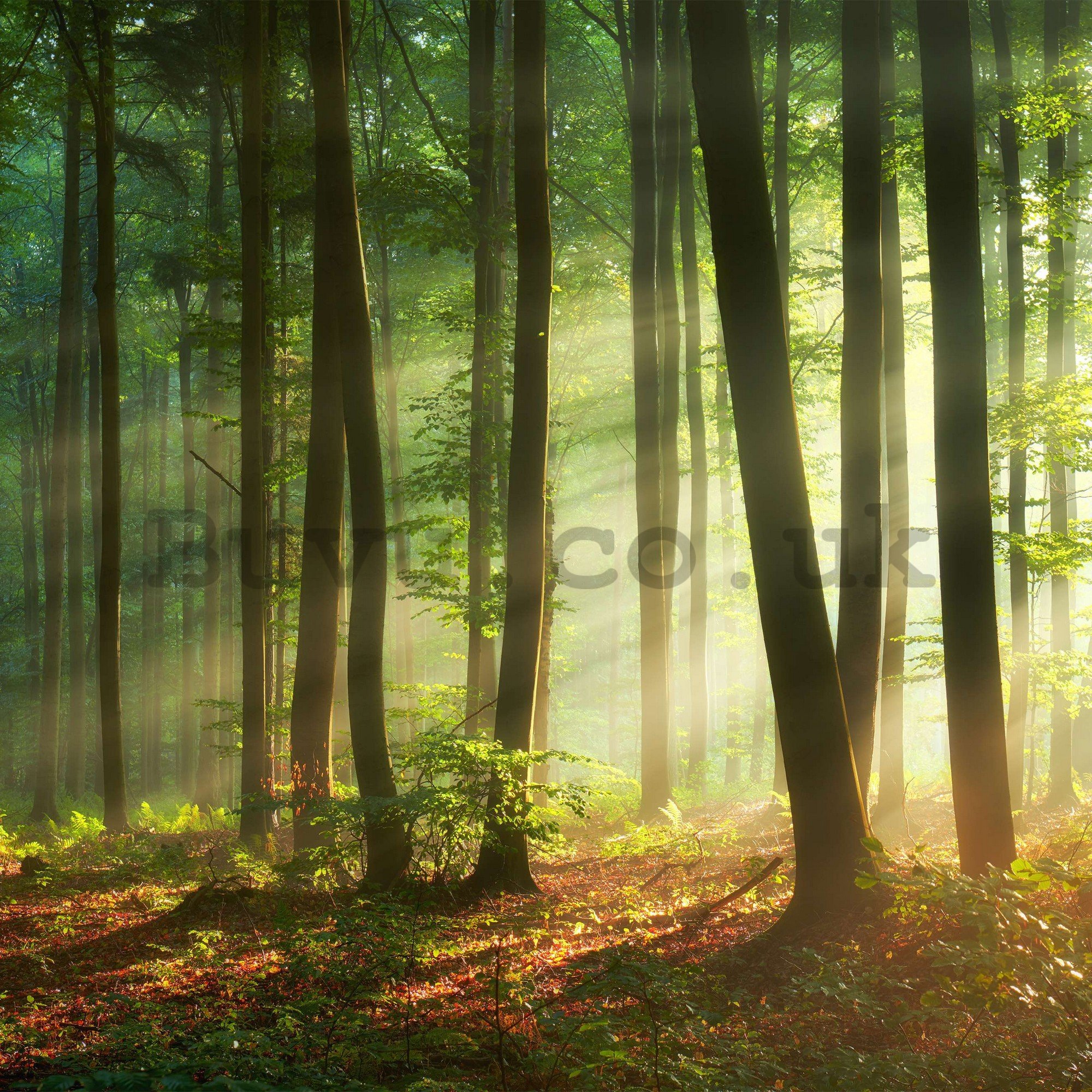 Wall mural vlies: Sunrise in the forest - 254x184 cm