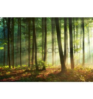 Wall mural vlies: Sunrise in the forest - 152,5x104 cm